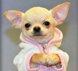 Princess Buttercup Yorkie/Chihuahua - Dog Breeders