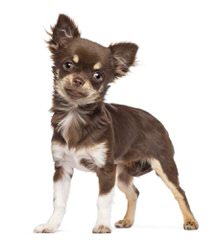 Umpqua Valley Kennels ~ Chihuahuas - Dog and Puppy Pictures