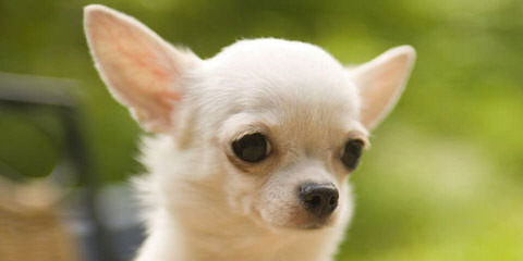 Tiny Female Chihuahua - Dog Breeders