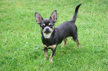 Colorful Chihuahua’s - Dog Breeders