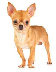 Jasmin’s Satrs Chihuahua - Dog Breeders