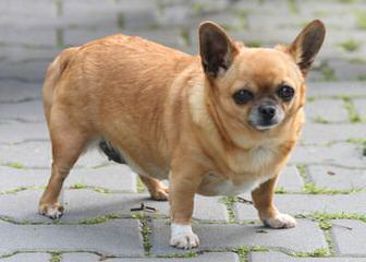Jones Chihuahuas - Dog Breeders