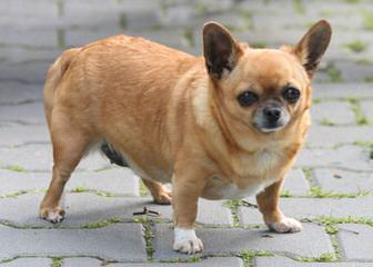 Chihuah Puppies For Sale Cheap - Dog Breeders