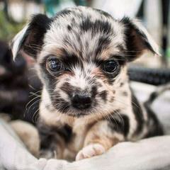 Long Haired Merle Chihuahua Puppies - Dog Breeders