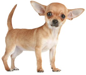 Hidden Treasure Chihuahuas - Dog Breeders