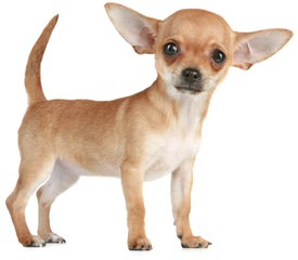 BonBon Chihuahuas - Dog Breeders