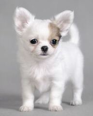 Tiny Female Chihuahua - Dog and Puppy Pictures