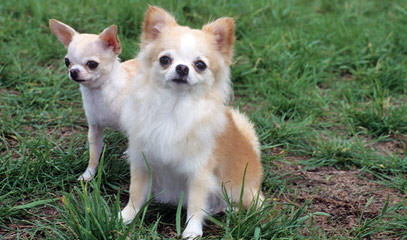 Chihuahuaville Puppies - Dog Breeders