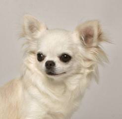 Tiny Female Chihuahua - Dog Breeders