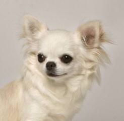 Guichon’s Chihuahuas - Dog Breeders