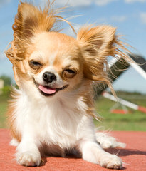 Falzerano Collies and Chihuahuas - Dog Breeders