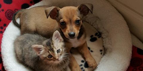 Love A Chihuahua, It Will Brighten Your Day! - Dog and Puppy Pictures