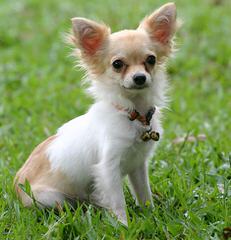 Terlingua Chihuahuas - Dog Breeders