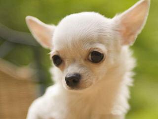 Falzerano Collies and Chihuahuas - Dog Breeders