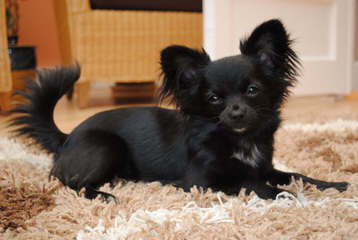 Terlingua Chihuahuas - Dog Breeders