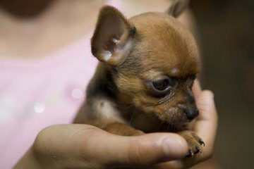 Teeniepaws Chihuahuas - Dog Breeders