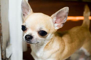 Umpqua Valley Kennels ~ Chihuahuas - Dog Breeders