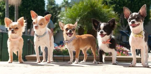 Chihuahuas and Boston Terriers - Dog Breeders