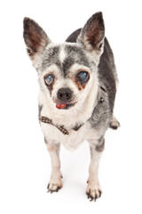 Chihuahua At Stud - Dog Breeders