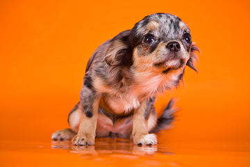 Pocket Pets - Dog Breeders
