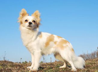 Puppies! Chihuahuas, Mixes, Toy Poodles, Japanese Chin - Dog Breeders