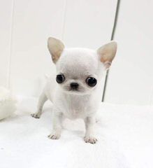 Simesh Kennels – Quality Chihuahua’s & English Mastiffs - Dog Breeders