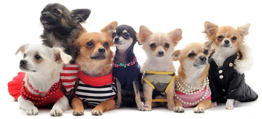 Animal Haus Chihuahuas - Dog Breeders