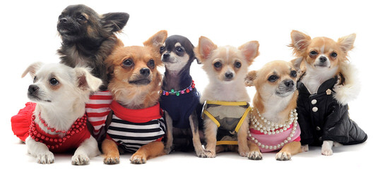 Playhouse Chihuahuas - Dog and Puppy Pictures