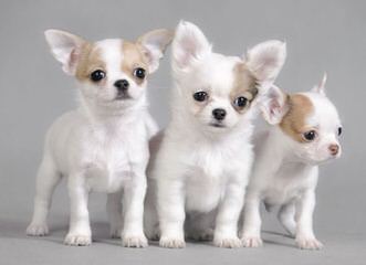Cathy’s Charming Chihuahuas - Dog Breeders