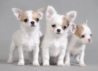 2 Male Pomchi Puppies - Dog and Puppy Pictures