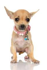 Cathy’s Charming Chihuahuas - Dog Breeders