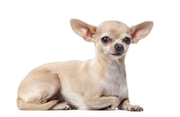 Guichon’s Chihuahuas - Dog and Puppy Pictures