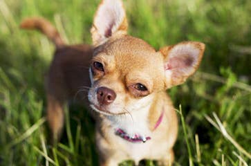 Chihuahua Connection Magazine - Dog Breeders