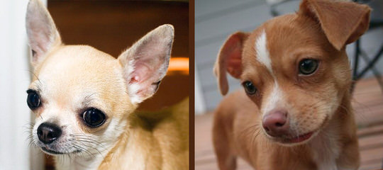 Dj’s Premium Chihuahuas - Dog and Puppy Pictures