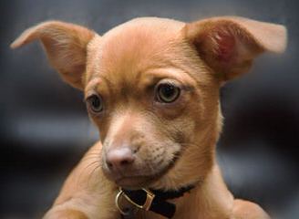 Teacup/Tiny Toy Chihuahuas For Sale - Dog Breeders