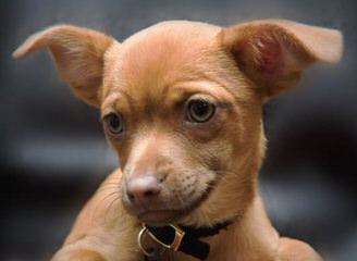 Teacup chihuahua puppies for sale - Dog Breeders