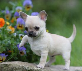 Enchantingtoys Chihuahuas & Yorkshire Terriers - Dog Breeders