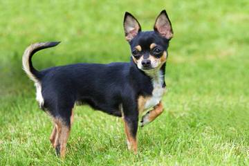 Litter Trained Reg. Chihuahua Long Coat Puppies - Dog Breeders