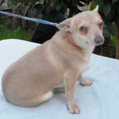 Hidden Treasure Chihuahuas - Dog Breeders