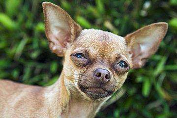 Samerey Toy Dogs Jamaica - Dog Breeders