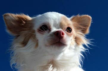 Adult Male Chi Wanted - Dog Breeders