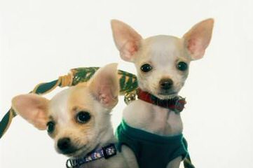 Fashionista Chihuahuas - Dog and Puppy Pictures