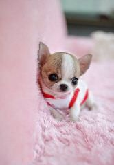 Teacup chihuahua puppies for sale - Dog Breeders