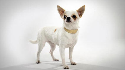 Akc Chihuahua Teacup Girl - Dog Breeders