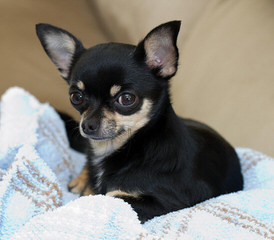 Warwick Chihuahuas- We Have New Puppies! - Dog and Puppy Pictures