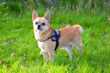 Rossmoyne Chihuahuas - Dog and Puppy Pictures