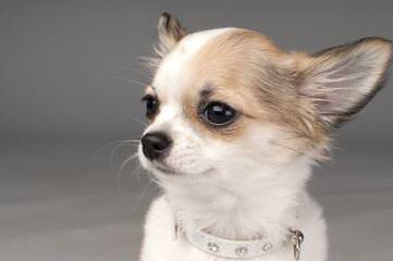 SC Chihuahuas - Dog Breeders