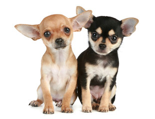 Animal Haus Chihuahuas- Specializing In Akc Chihuahuas For Over 27+ Years! - Dog Breeders