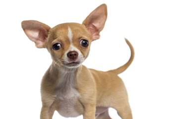 Carla’s Chihuahuas - Dog Breeders