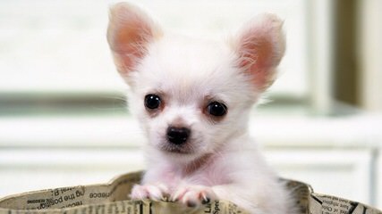 Litter Trained Reg. Chihuahua Long Coat Puppies - Dog Breeders